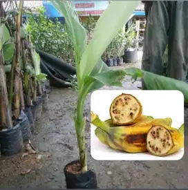 Bibit Tanaman Pisang Batu / Pisang Kluthuk - Harga Super Murah