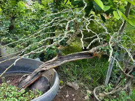 Bonsai pohon sisir, pohon sisir