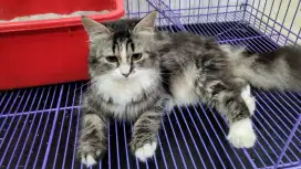 Kucing persia long hair betina