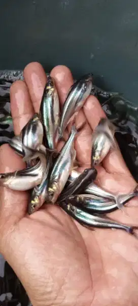 Jual bibit ikan patin