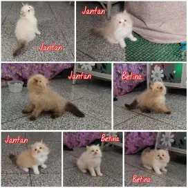 Kucing Ragdoll Bicolor Simetris & Non Simetris