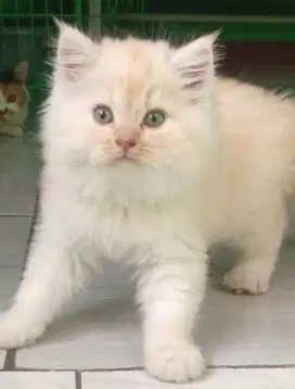 Dijual Cepat Perekor, Anak Kucing Persia Oyen n Himalaya