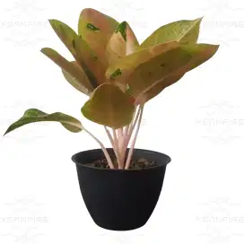 Tanaman Aglonema / Aglaonema