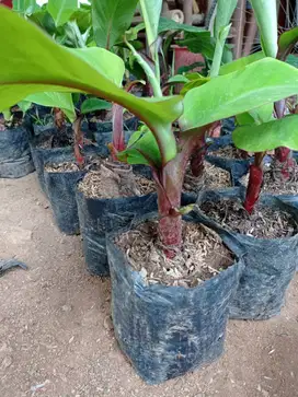 Bibit Tanaman Pisang Merah Kualitas Super - Harga Murah