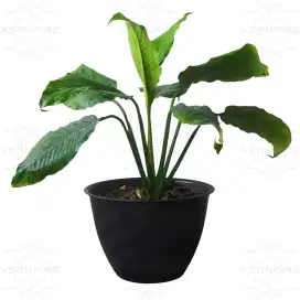 Tanaman Peace Lily / Lili Perdamaian / Spathiphyllum