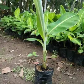 Bibit Tanaman Pisang Muli Siap Tanam Harga Murah