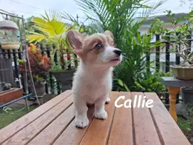 Welsh Corgi Puppy Stambum