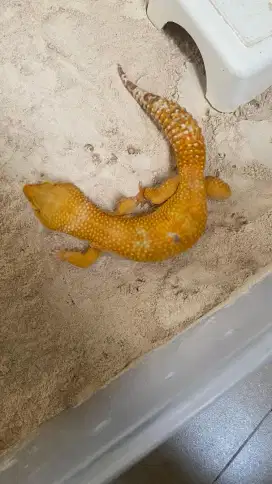 Gecko Jantan Leopard Sunglow Panjang 25cm