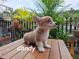 Welsh Corgi Puppy Stambum