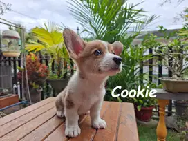 Welsh Corgi Puppy Stambum