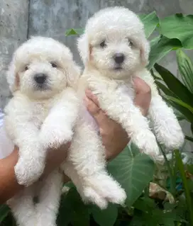 Jual Anjing Mini Bischon Frise