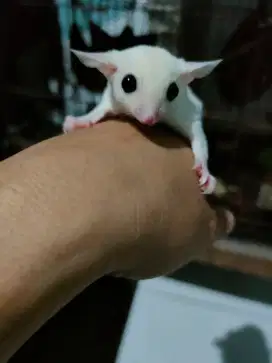 Sugar glider joey leucistic