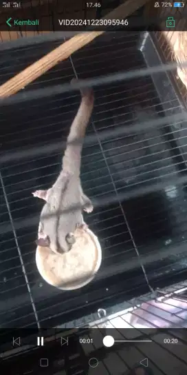 Sugar glider grey het leu jantan