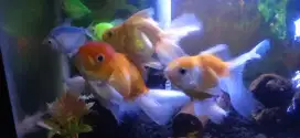 Ikan mas koki oranda