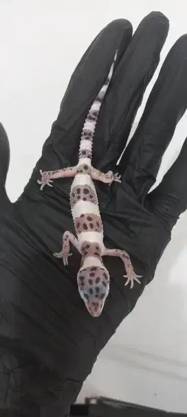 Leopard Gecko, anakan (Mack Snow) 21