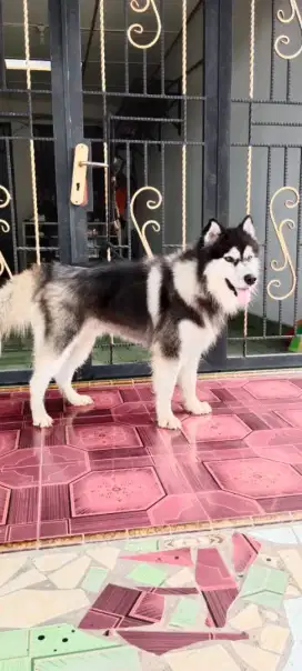 Siberian Husky Jantan dan open Stud