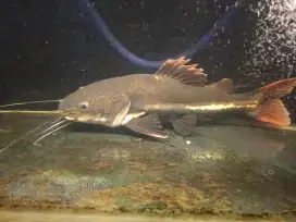 IKAN LELE RED TAIL CATFISH (RTC)