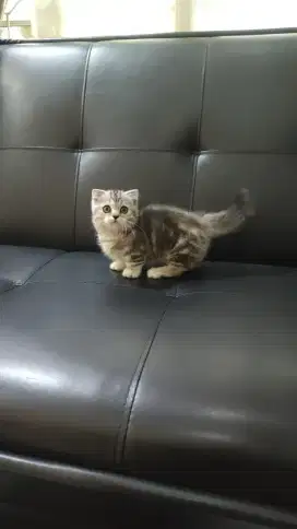 Kucing kitten munhckin bsh ash fold jantan shorthair silver