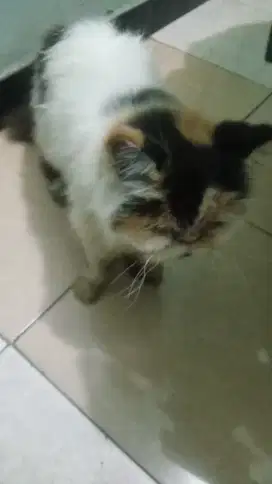 Dijual kucing persia peaknose