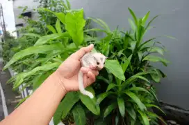 Sugar Glider WF Mozaik Betina