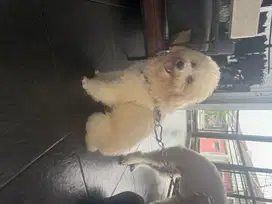 1 Anjing betina toy poodle surat lengkap sudah vaksin