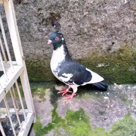 Burung tinggi,an, udh pernah main di lapak, tggl nerusin aja