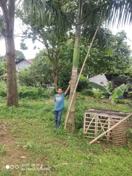 Pohon palem tingi 1-2 mtr batang keras