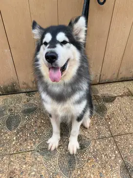 Alaskan Malamute Betina Calon Indukan