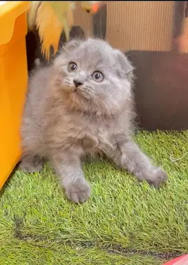 Kitten scottish fold murah berkualitas scottish triple fold betina