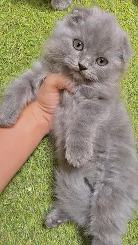 Kitten scottish fold murah berkualitas scottish triple fold betina