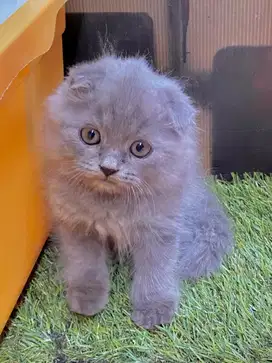 Kitten scottish fold murah berkualitas scottish triple fold betina