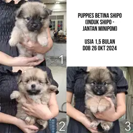 Shih Tzu Mix Mini Pom Betina