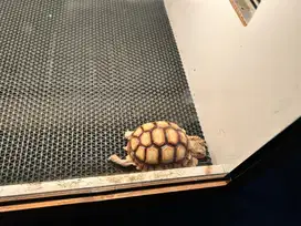 Sulcata / Kura Kura Darat 8cm..