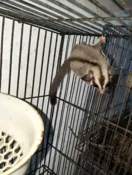 Sugar glider grey joey