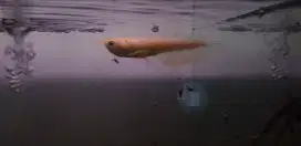 Arowana silber albino arwana silbino