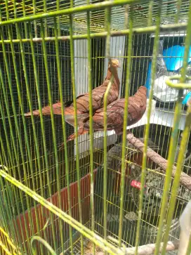 Sepasang burung merpati tekukur pergam hutan merah body besar