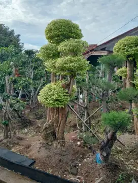 Grosir pohon bonsai anting putri, beringin Korea, Cemara udang.