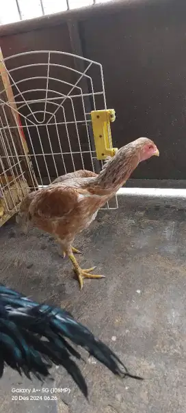 Ayam bangkok jual sajodoh