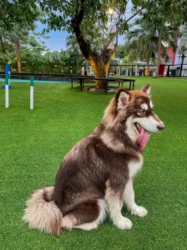 Alaskan Malamute Red