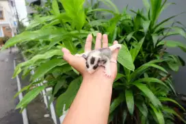 Sugar Glider Mozaik Jantan