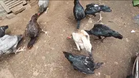 SEDIA AYAM BIANG DEDARA PAKHOY BRAKOT