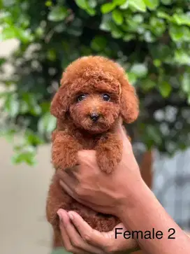 Anjing Poodle Betina,Usia 2 bln,Stambum,Sudah Vaksin- Malang Area Only