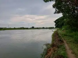 Tambak Udang Produktif