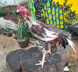 jual ayam bangkok