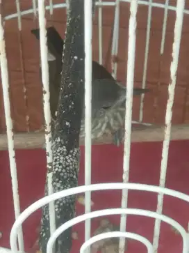 Burung sisi Jantan udah gacor dan kandang Ebod