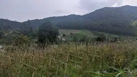 Dijual Tanah Kebun produktif 8747 m2 Cisarua Bandung Barat