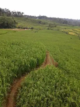 Tanah Sawah Lt 4405 m² di Nangewer Darangdan