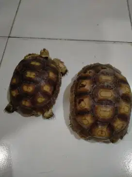 Kura kura sulcata dijual