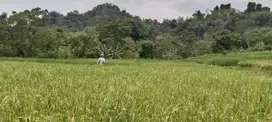 Di Jual Sawah Produktif ,Cocok Untuk Investasi