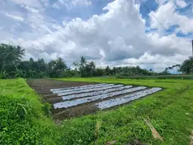 tanah dijual di dekat raminten jakal / kopi klotok jakal